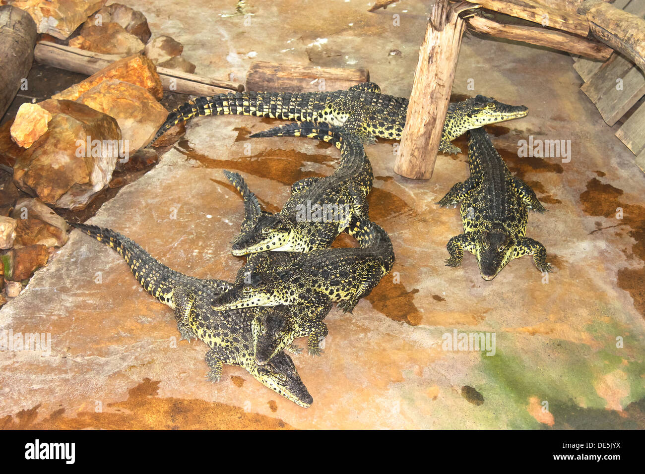 Several crocodiles in the aviary at the farm Stock Photo