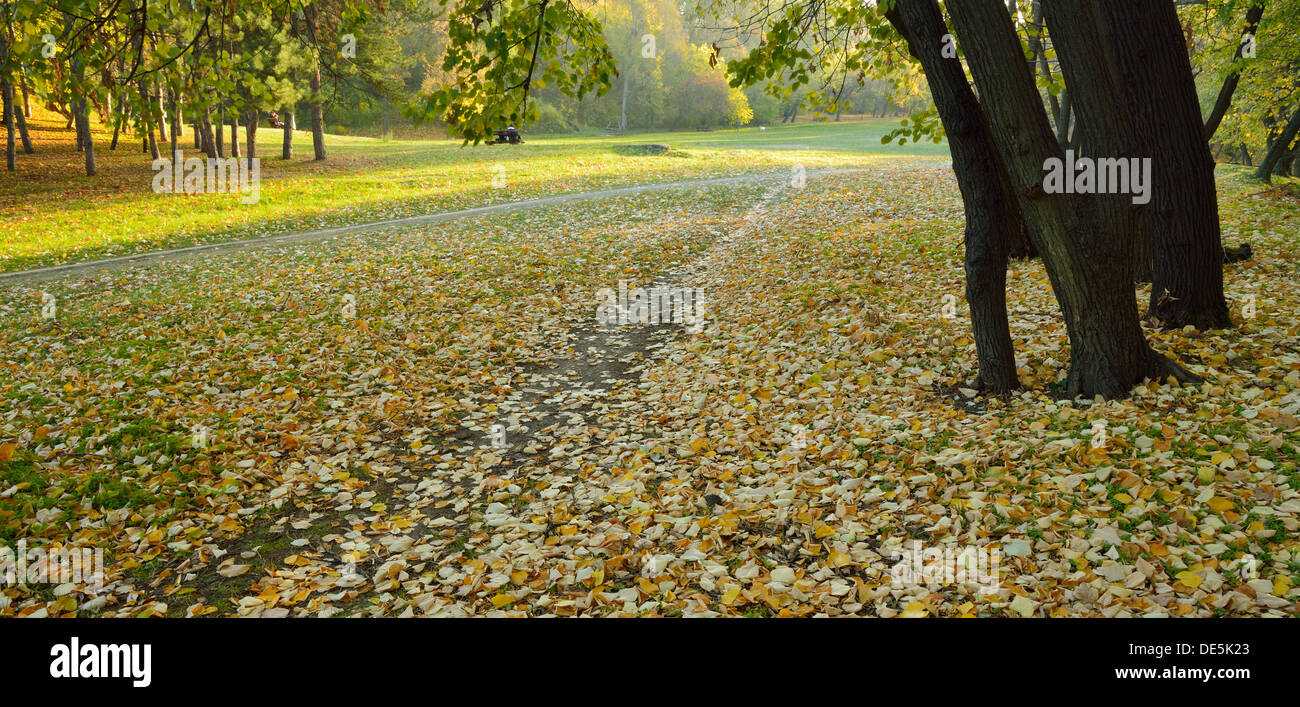 Autumn fall leaves in park with maple trees Stock Photo - Alamy