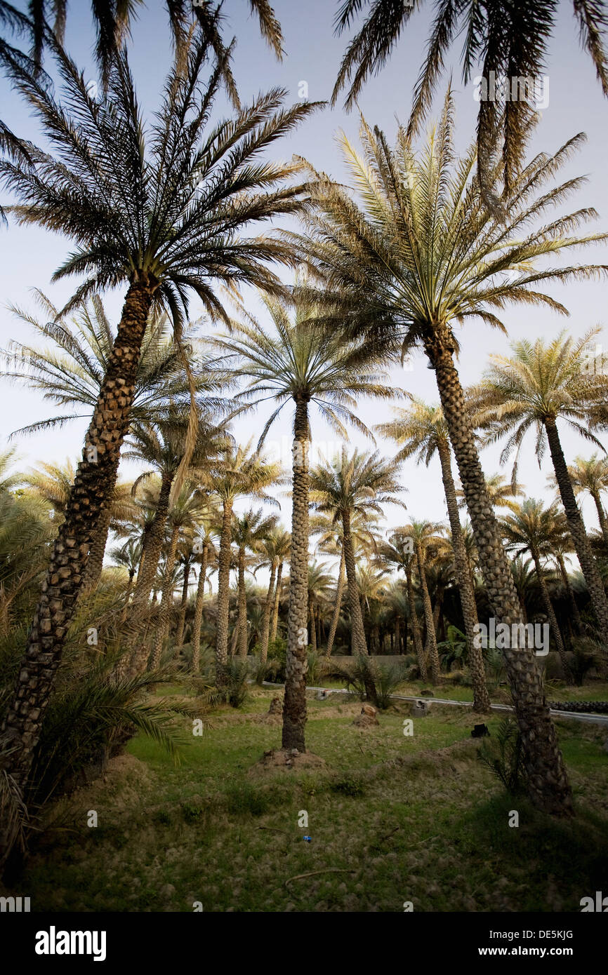 United Arab Emirates, Al Ain, Date Palm Trees at Wadi Al Ain Al Ain