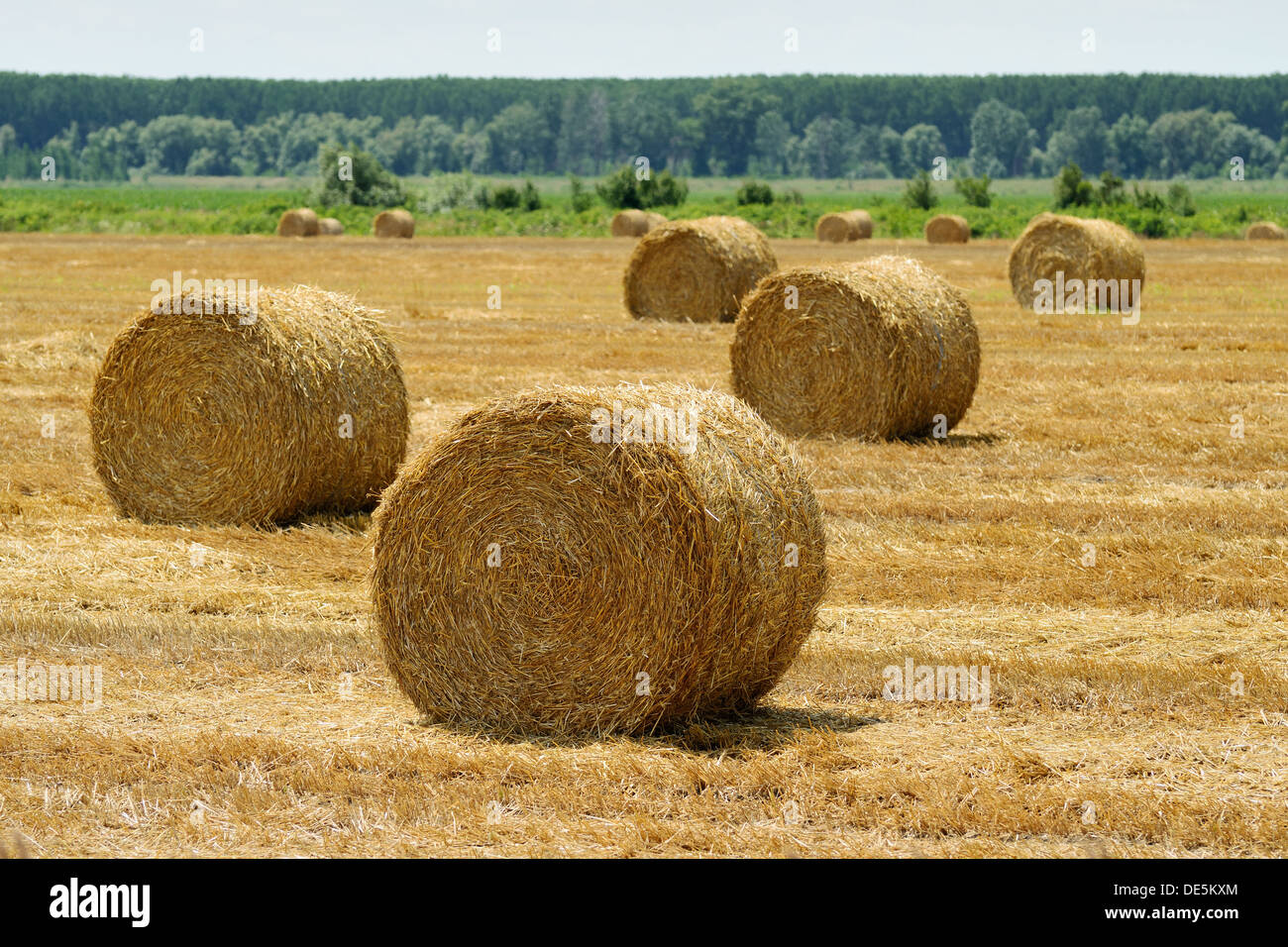 Hay bales on a summer stubble field after harvest Stock Photo - Alamy