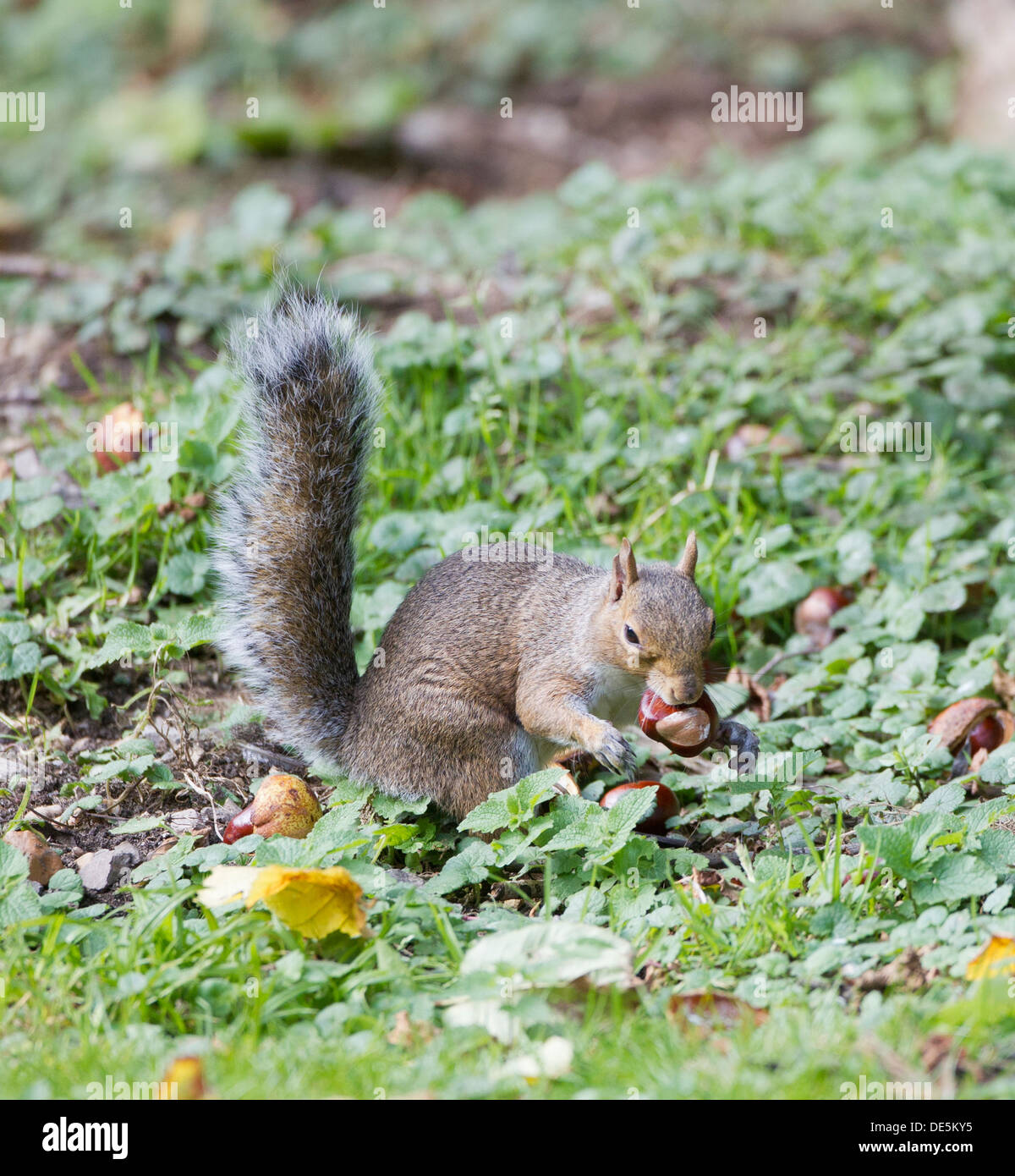 Grey Squirrel Sciurius carolinensis collecting and eating chestnuts in autumn Stock Photo