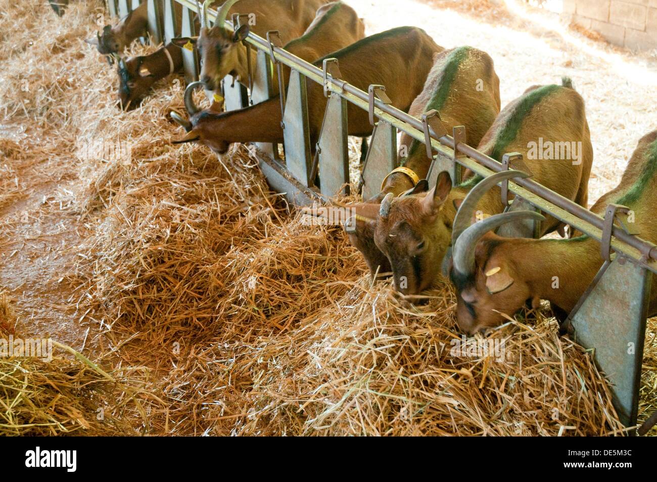 Goats eating straw, Quesería Bedón. Posada de Llanes, Asturias province
