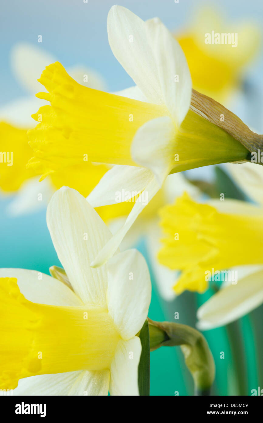 Narcissus 'Topolino' AGM Daffodil Div 1 Trumpet March Stock Photo
