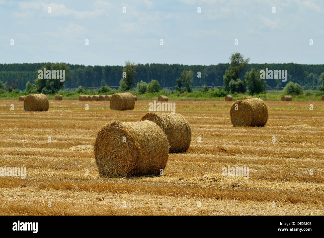Hay bales on a summer stubble field after harvest Stock Photo - Alamy
