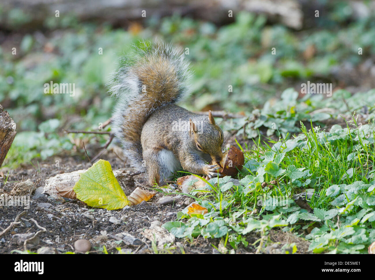 Grey Squirrel Sciurius carolinensis collecting and eating chestnuts in autumn Stock Photo