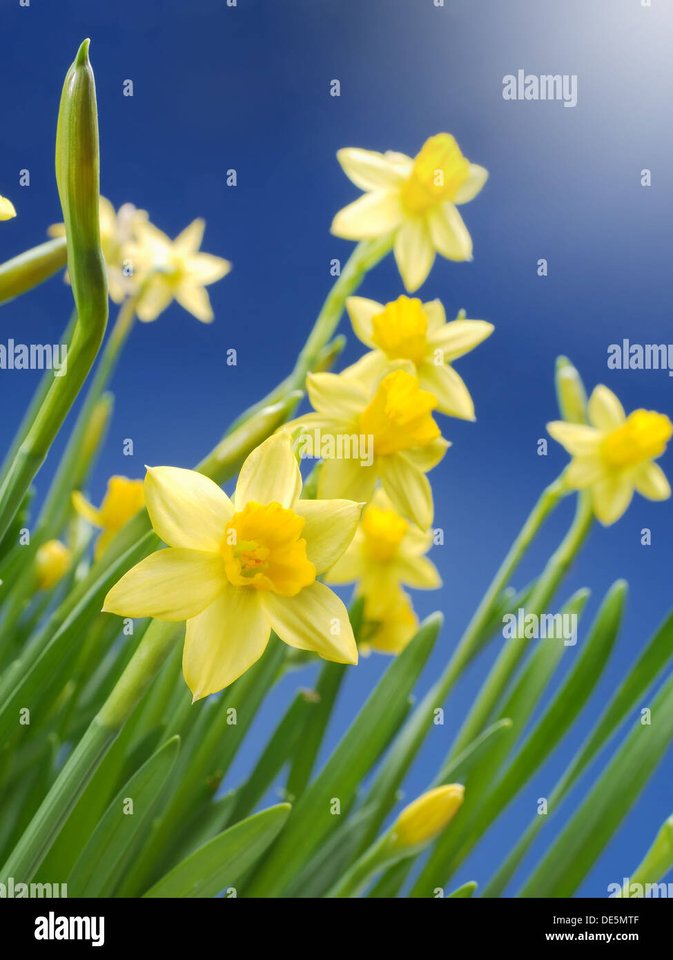 Bunch of fresh garden daffodils over blue sky Stock Photo
