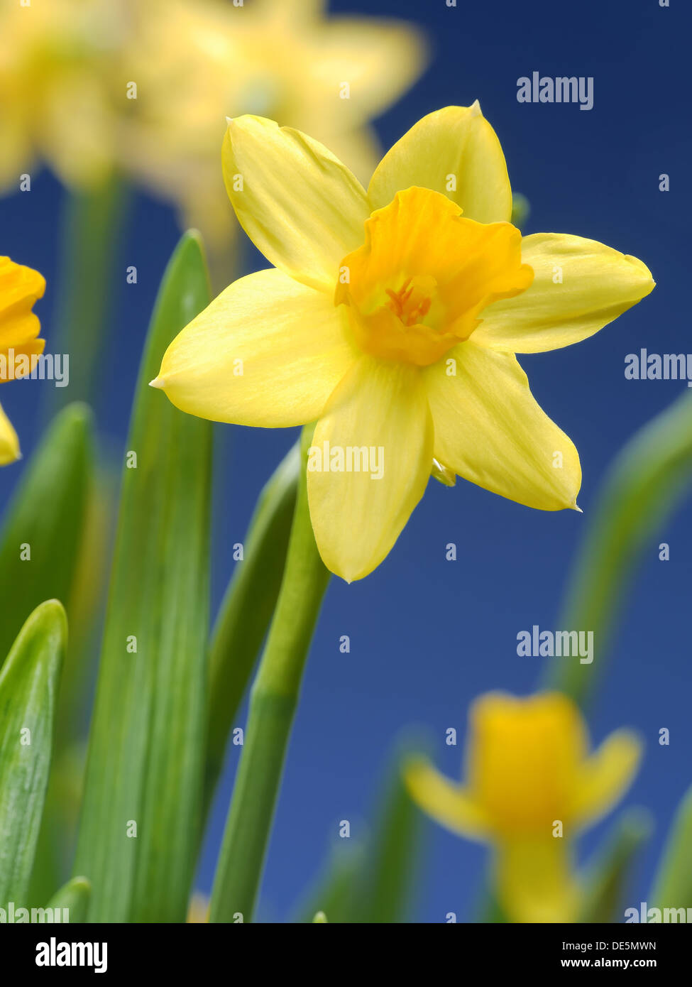 Fresh garden daffodils over blue sky Stock Photo