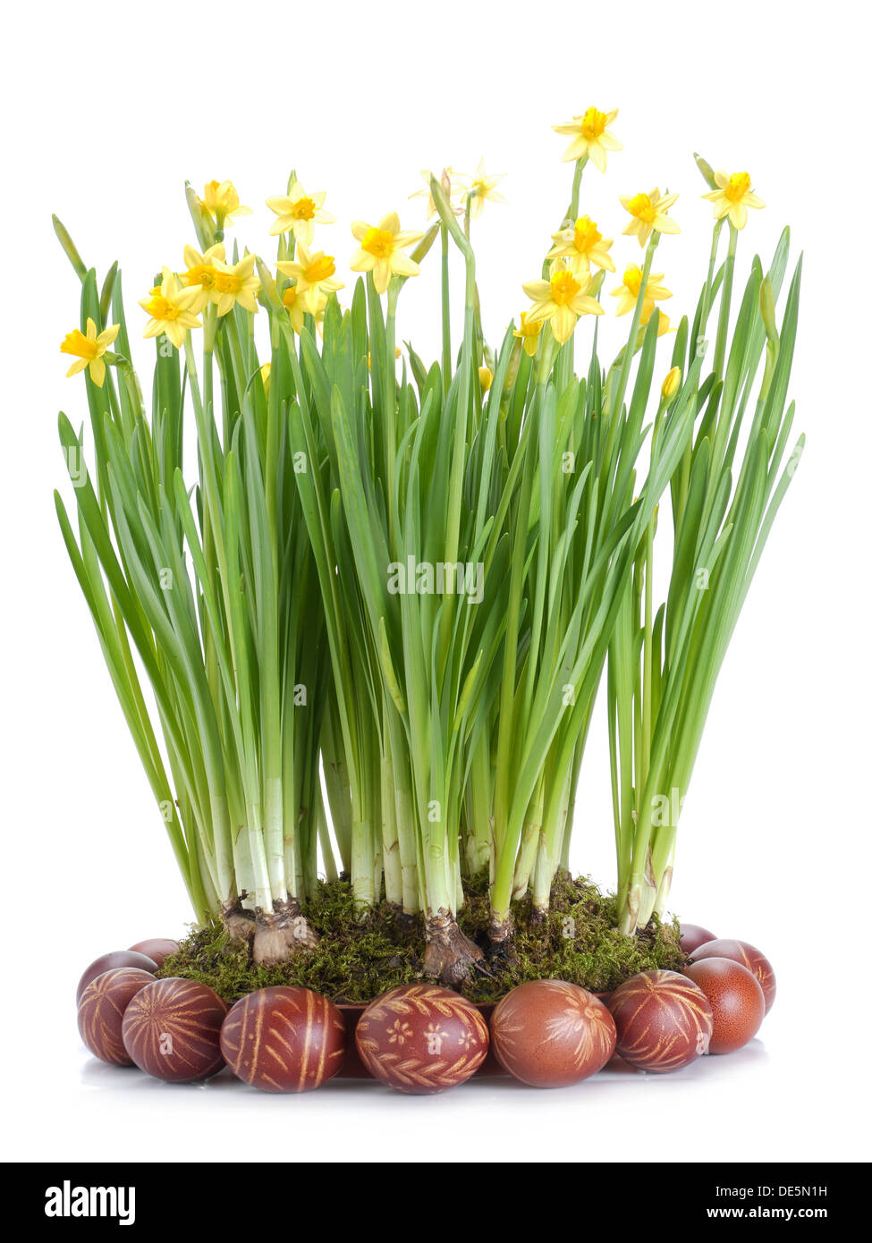 Easter eggs and bunch of fresh garden daffodils over white background Stock Photo