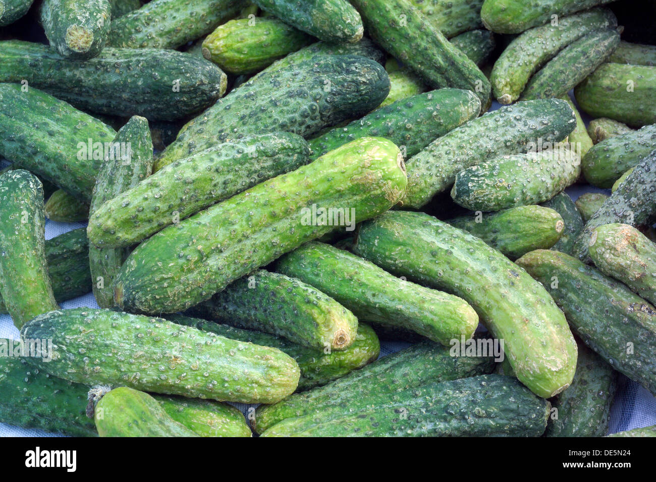 Cucumbers ready for pickling and canning produce Stock Photo Alamy