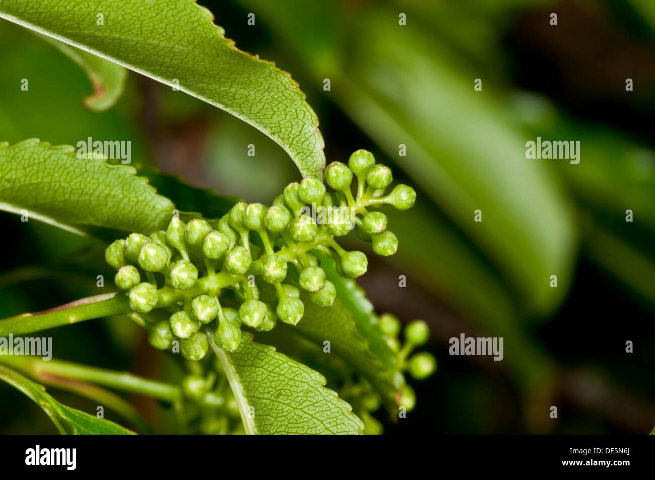 Prunus serotina, Outer banks center for wildlife education, Corolla