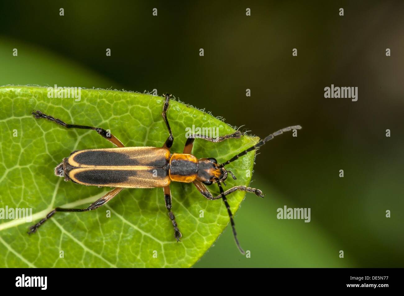 Indian beetle hi-res stock photography and images - Alamy