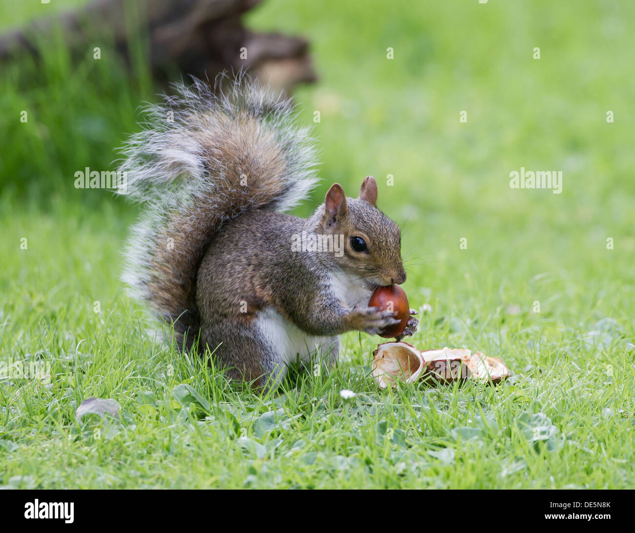 Chestnuts hires stock photography and images Alamy