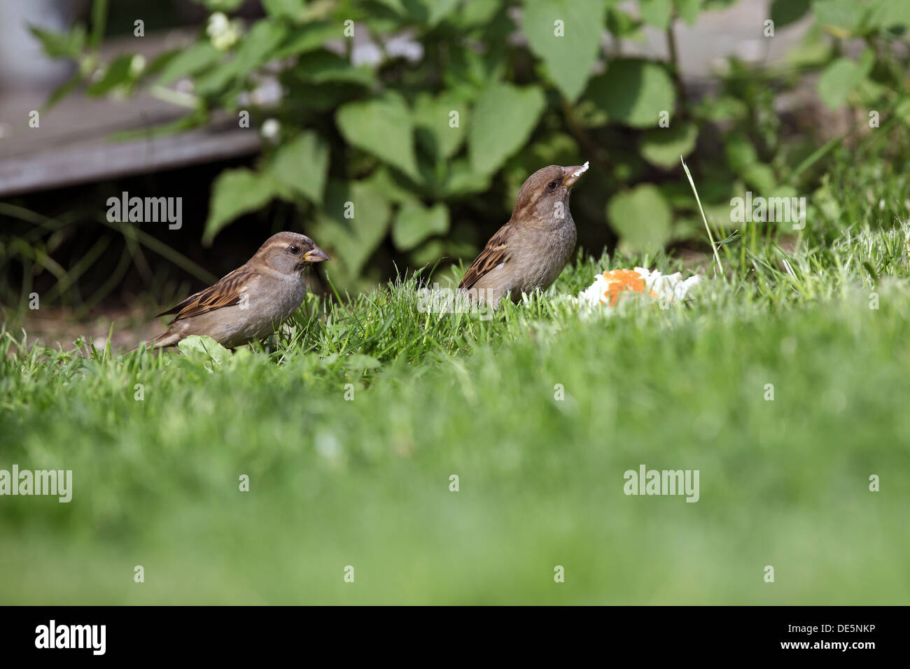 Berlin, Germany, house sparrows eat a piece of bread Stock Photo