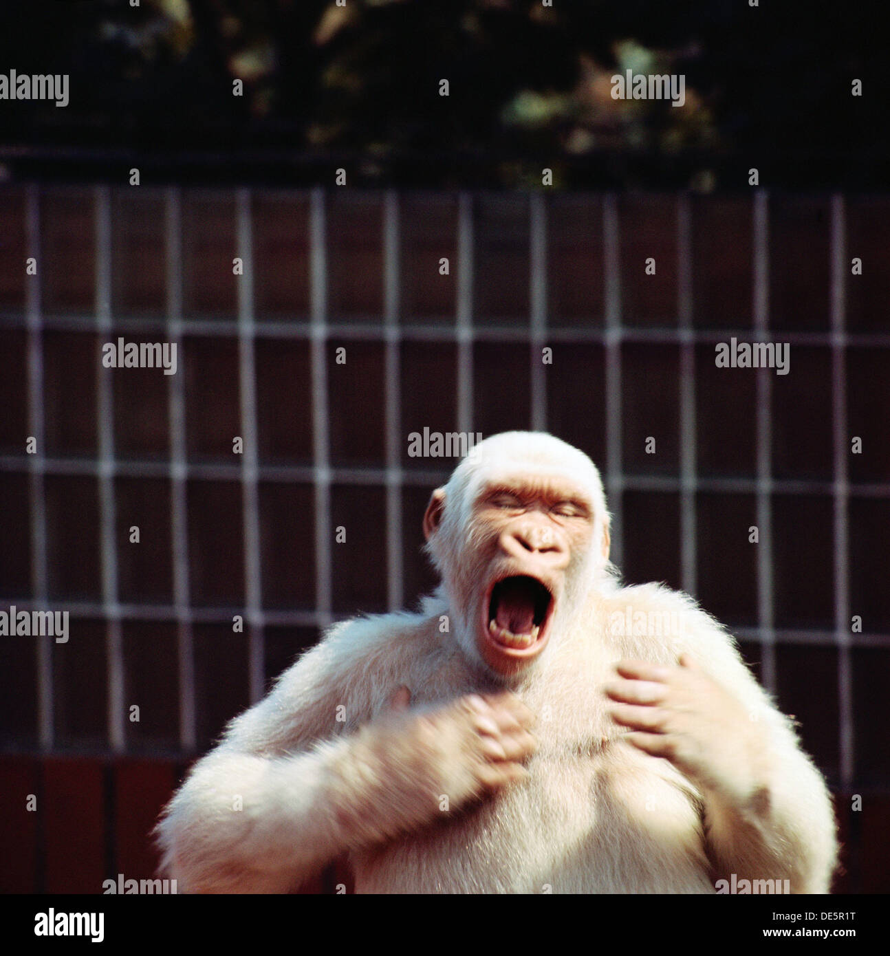 Copito de nieve, gorila albino. Zoológico de Barcelona Stock Photo - Alamy