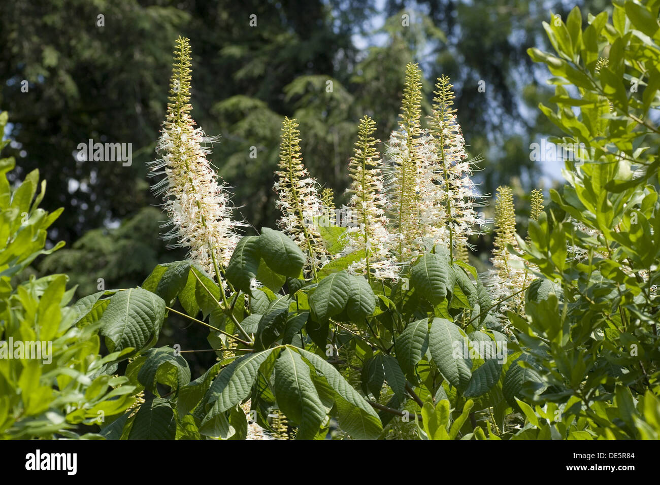 Bottlebrush Buckeye, Aesculus parviflora Stock Photo