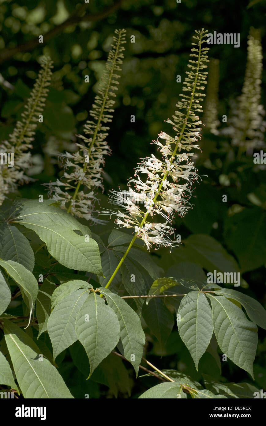 Bottlebrush Buckeye, Aesculus parviflora Stock Photo