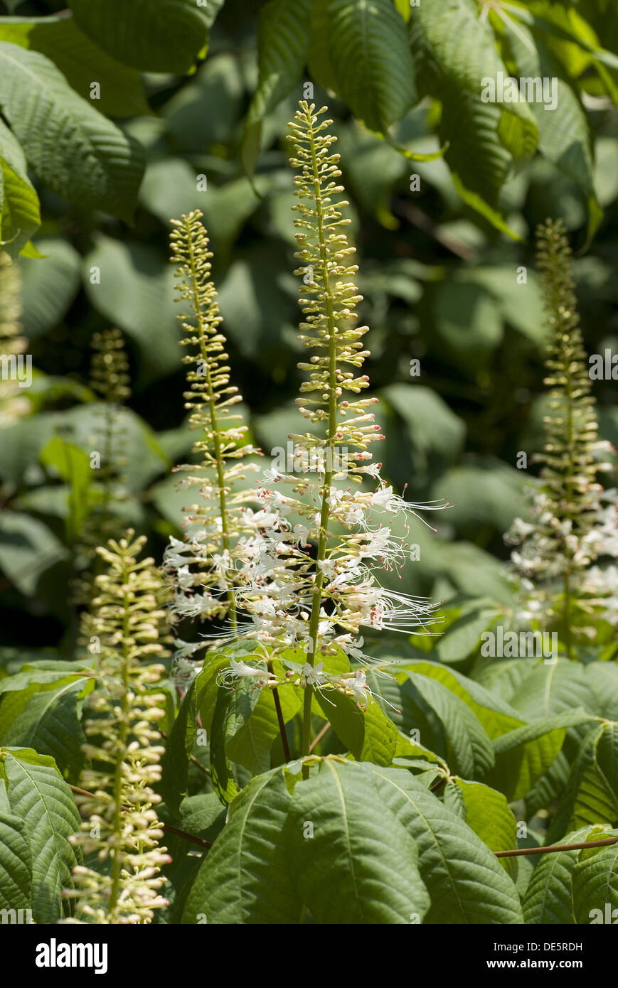 Bottlebrush Buckeye, Aesculus parviflora Stock Photo