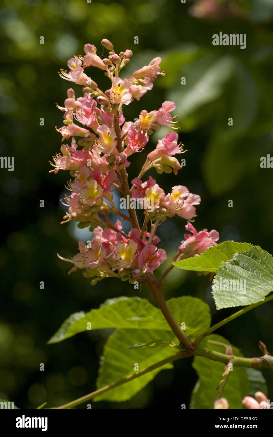 Red Horse Chestnut, Aesculus × carnea Stock Photo