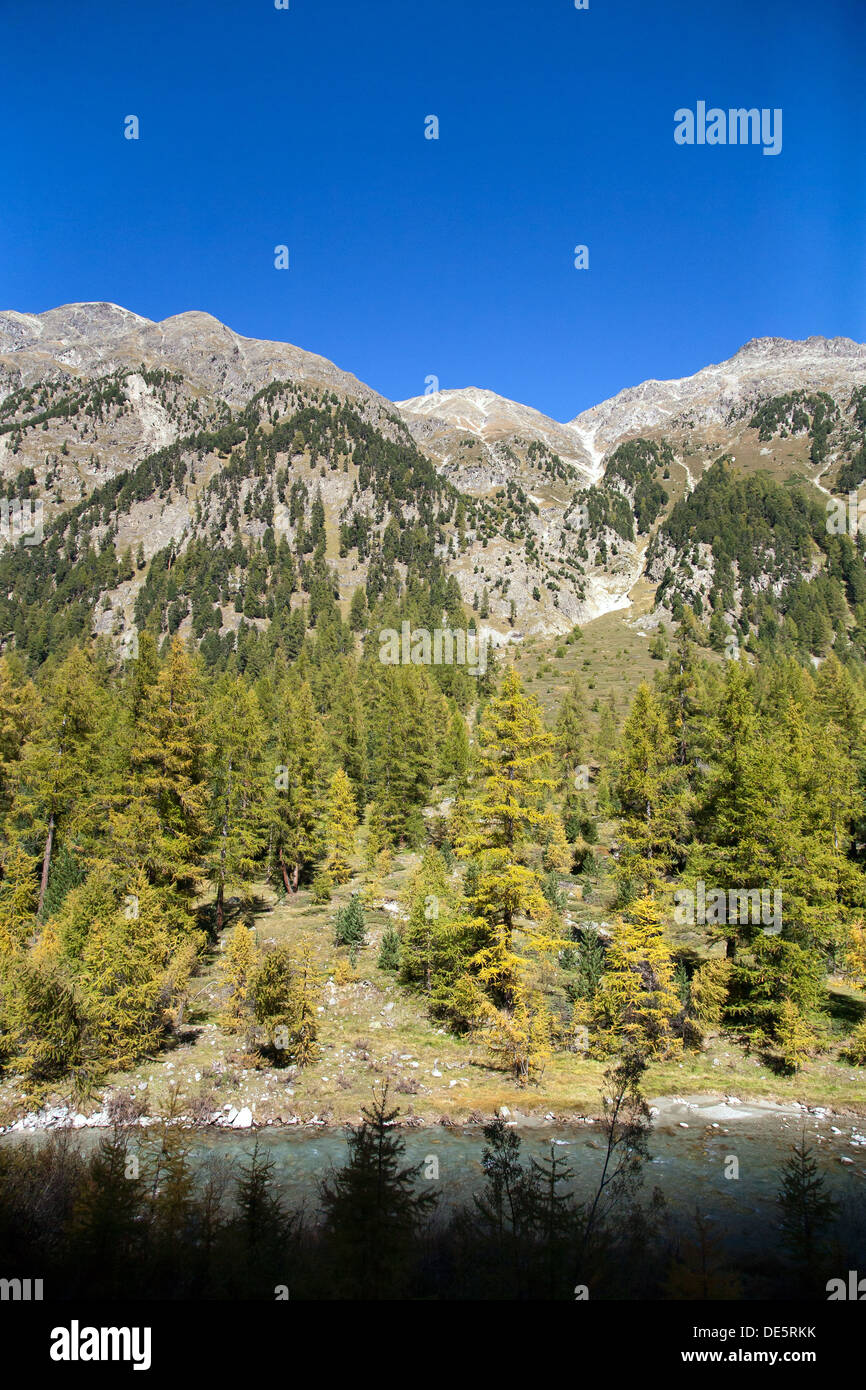 Zaffons, Switzerland, mountain slope with pine trees on the river Bever Stock Photo