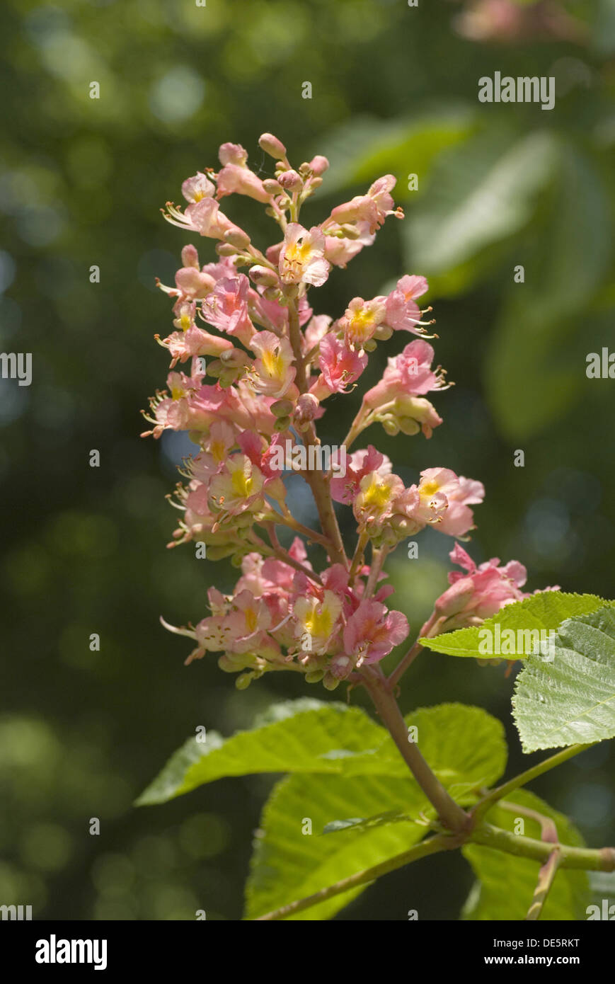 Red Horse Chestnut, Aesculus × carnea Stock Photo