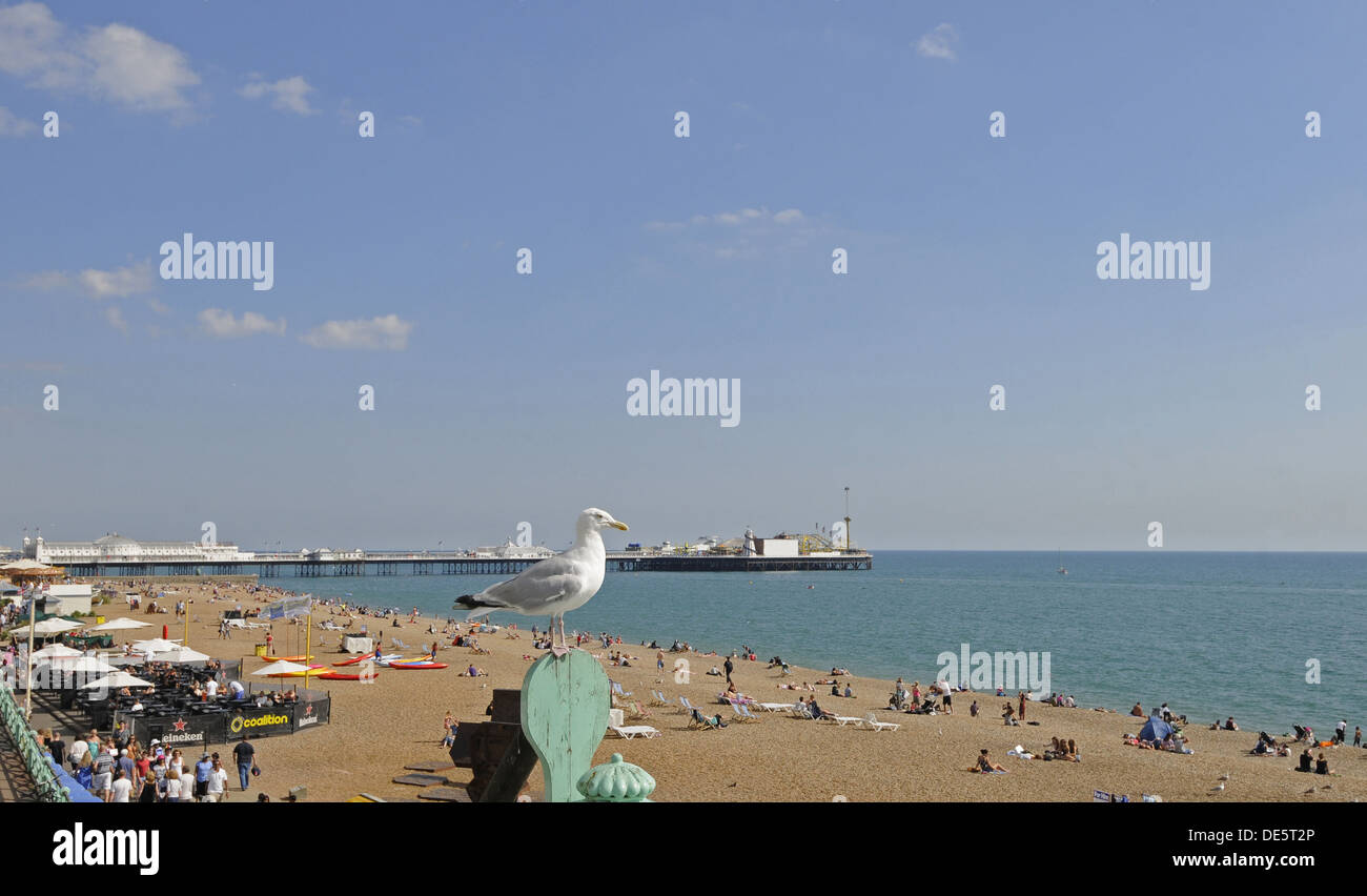 View of Seagull perched on railing above Brighton beach with Pier in background Brighton East Sussex England Stock Photo