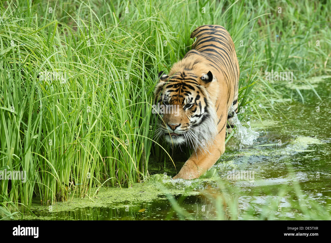 Jae Jae, the sumatran tiger escapes the heat in custom-pool at ZSL London Zoo on July 23, 2013 in London, England. Stock Photo