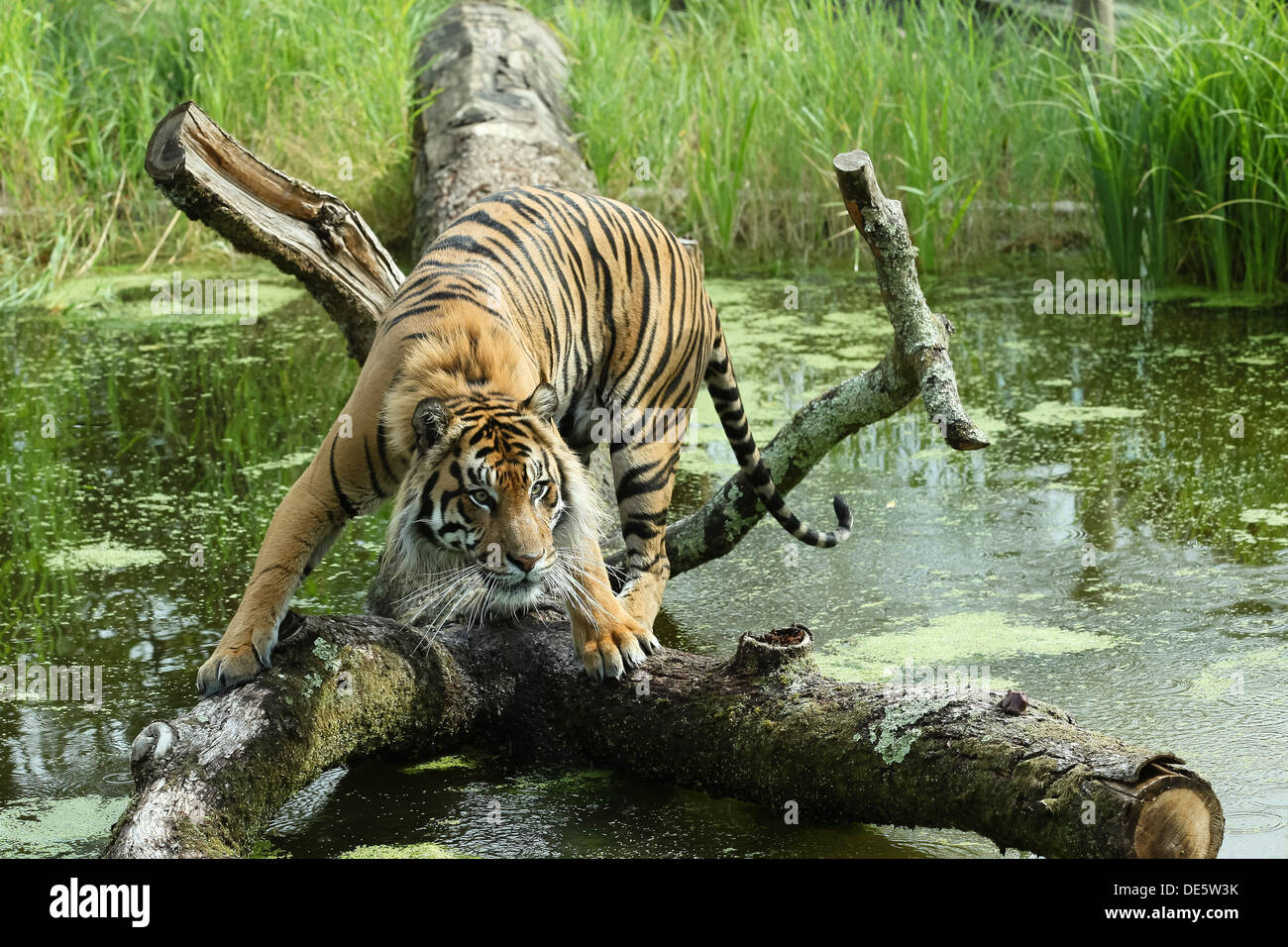 Jae Jae, the sumatran tiger escapes the heat in custom-pool at ZSL London Zoo on July 23, 2013 in London, England. Stock Photo