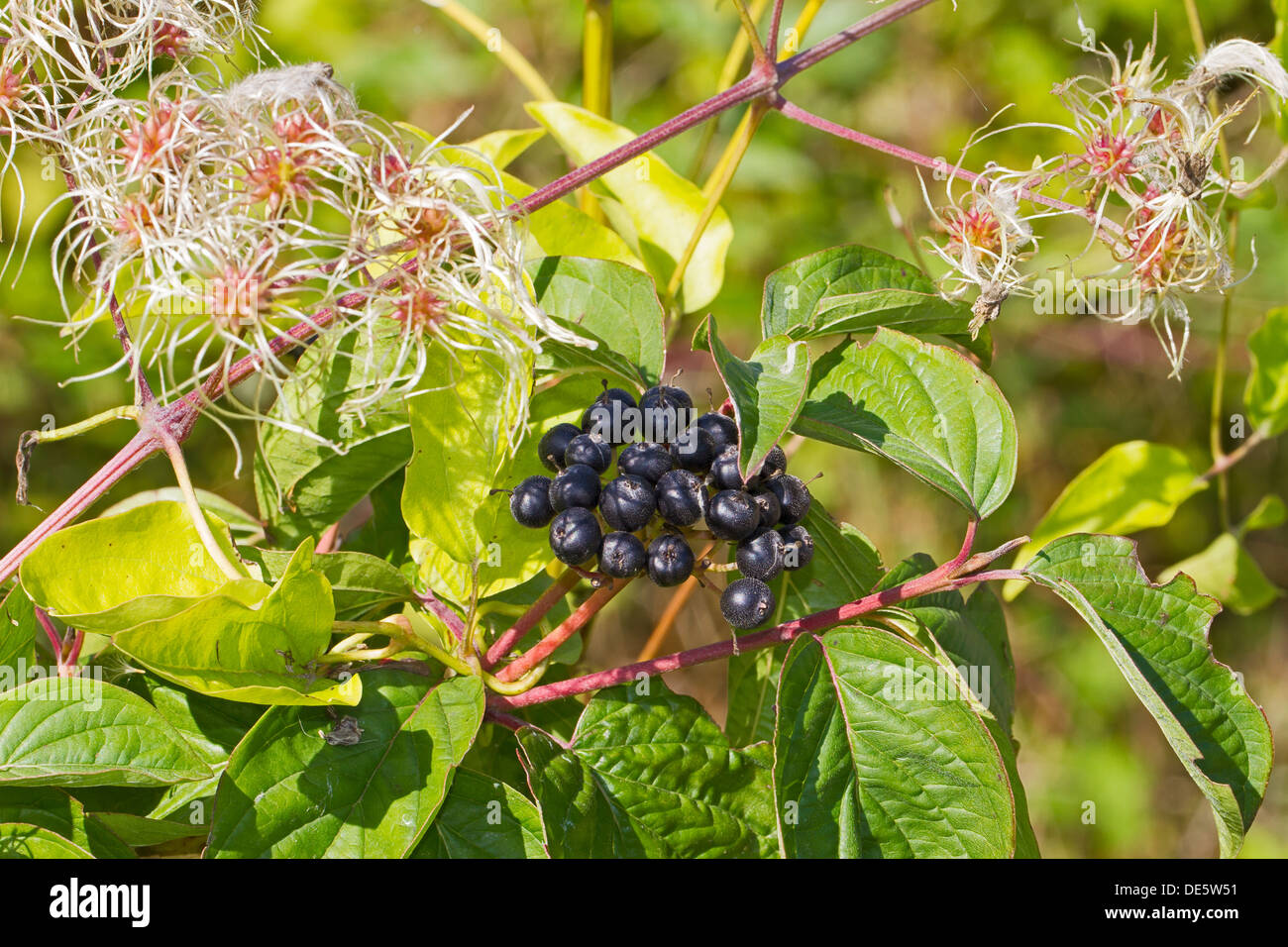 Traveller's-joy  with berries of Dogwood Stock Photo