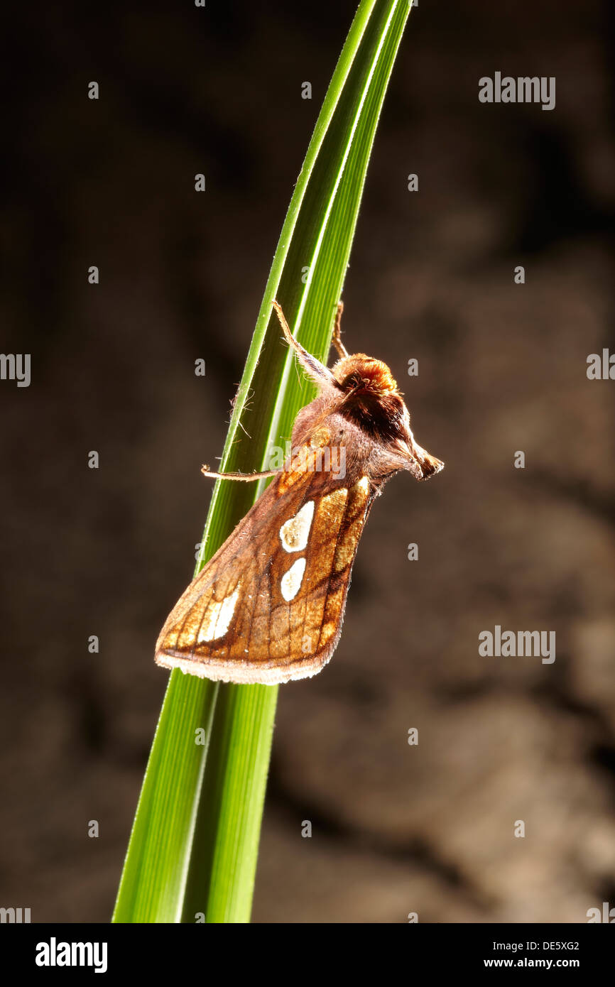 Gold spot moth, Plusia festucae UK Stock Photo Alamy