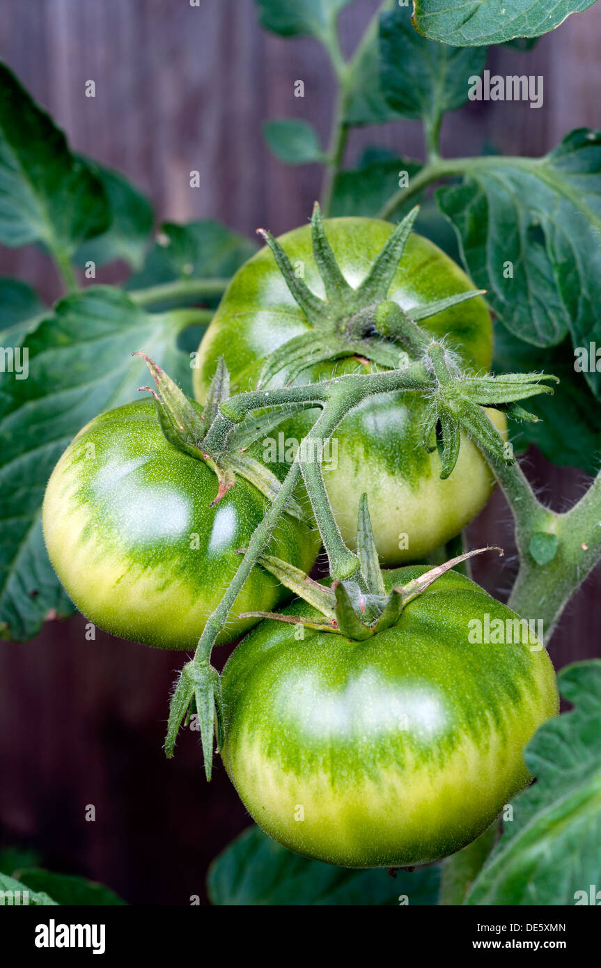 Tomatoes with greenback Stock Photo