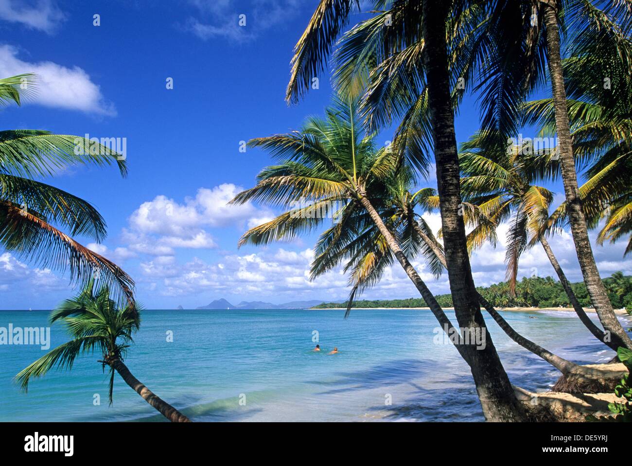 plage de la Grande Anse des Salines, SainteAnne Ile de la Martinique