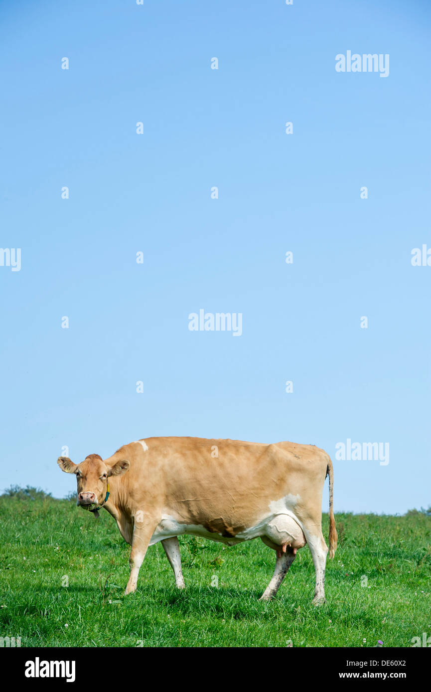 Jersey dairy cows graze in a green field, Devon Stock Photo Alamy