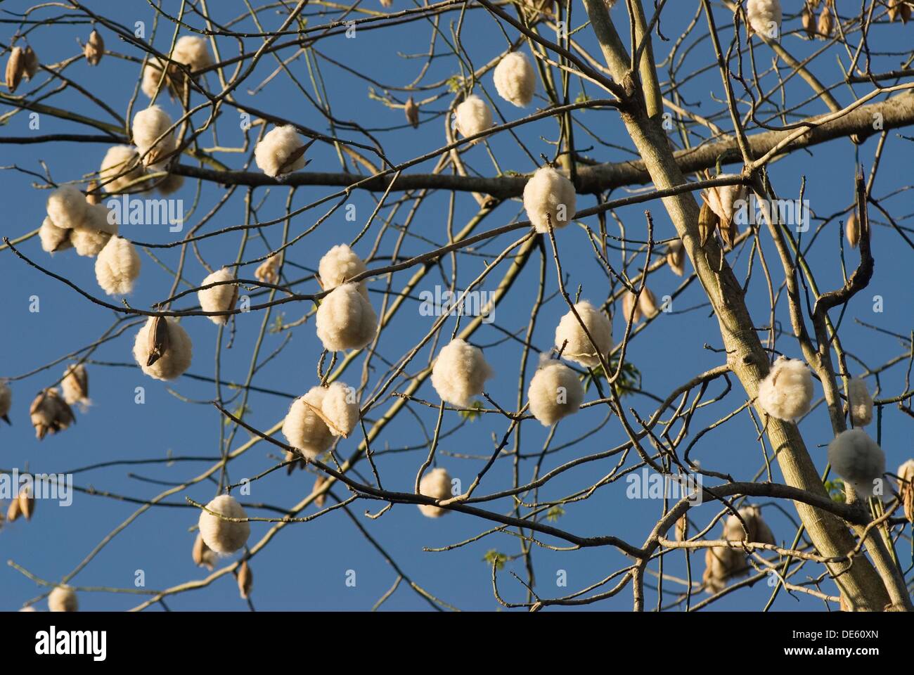 Kapok tree produce seed pods which contain seeds surrounded by a fluffy ...