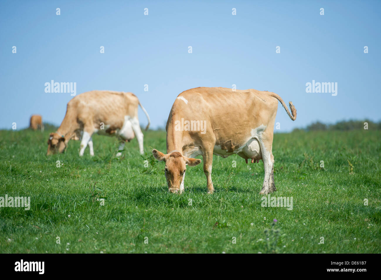 Jersey dairy cows graze in a green field, Devon Stock Photo Alamy