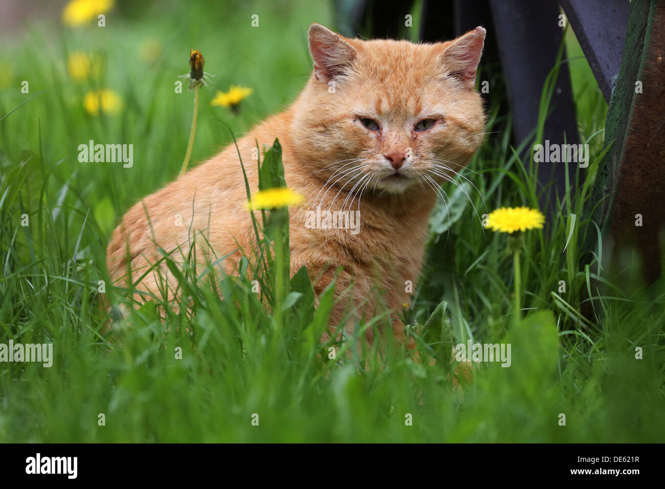 Resplendent village, Germany, rotgetigerte house cat sitting in the grass Stock Photo
