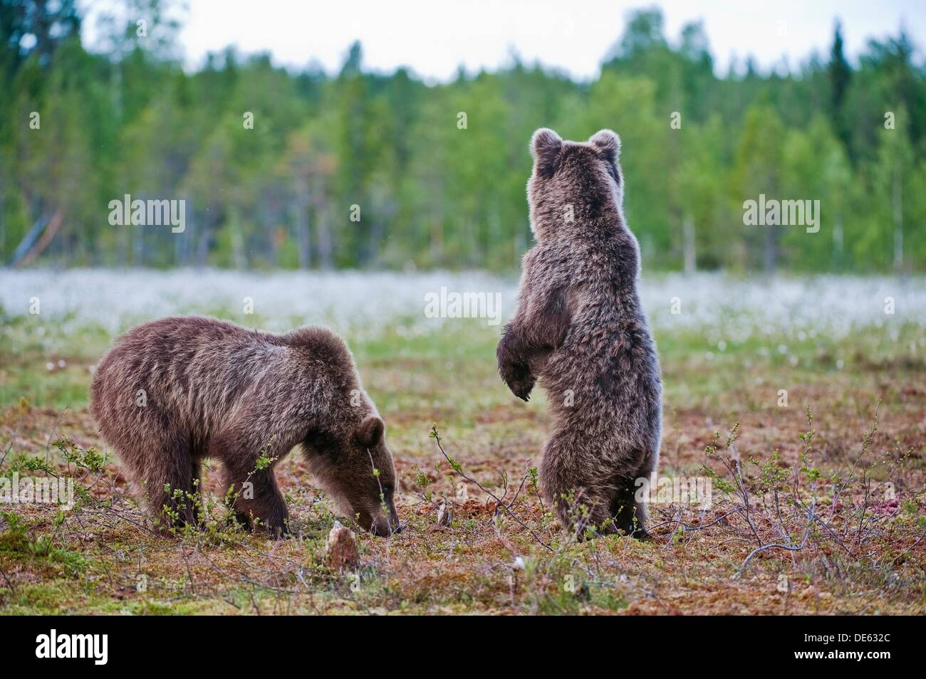 European brown bear in the Scandinavian taiga. Expectantly. Kainuu Region.  Finland. Europe Stock Photo - Alamy