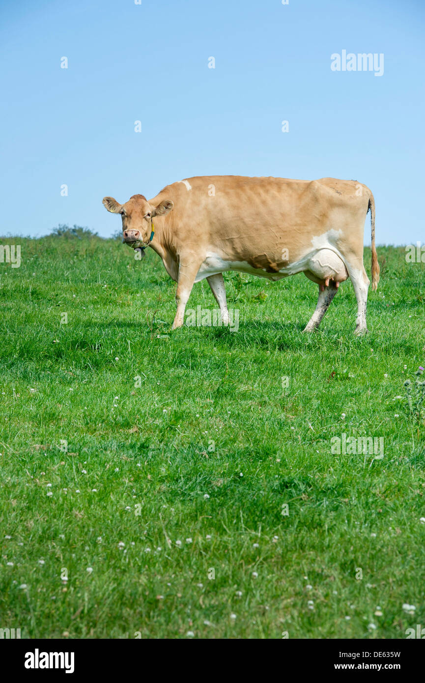 Jersey Cow Grazing High Resolution Stock Photography and Images - Alamy