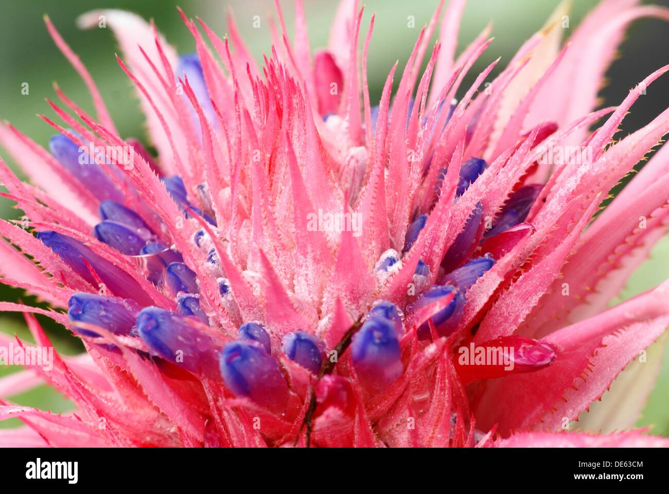 Flower, Orchid Garden, Kuching, Sarawak, Malaysia Stock Photo Alamy