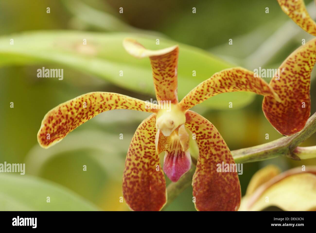 Flower, Orchid Garden, Kuching, Sarawak, Malaysia Stock Photo Alamy