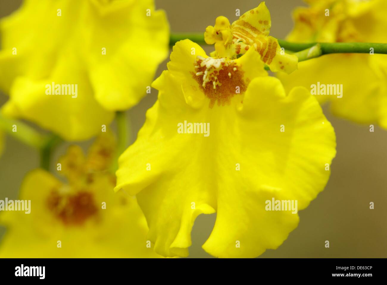 Flower, Orchid Garden, Kuching, Sarawak, Malaysia Stock Photo Alamy