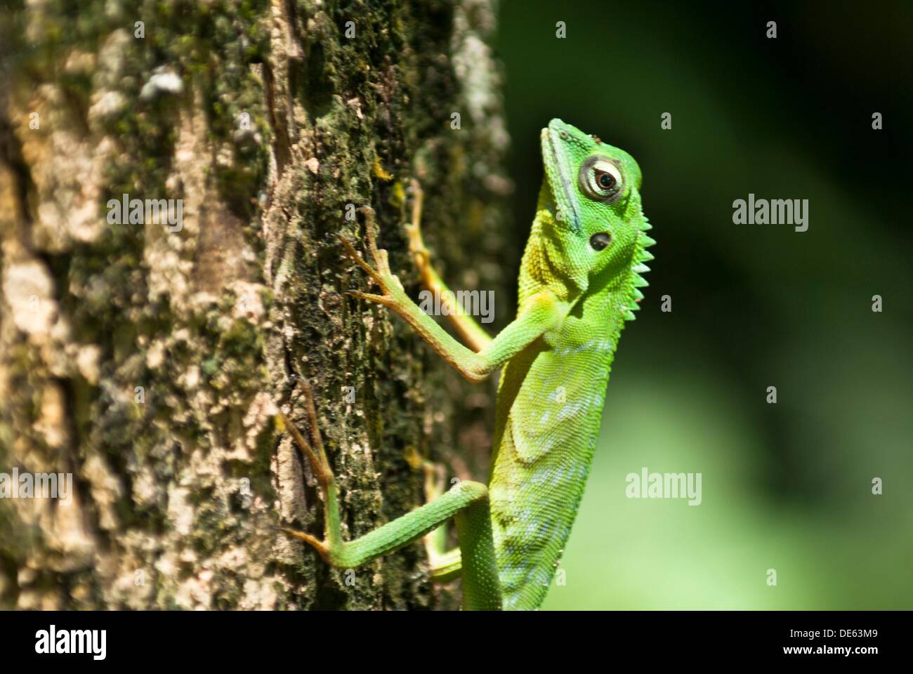 Chameleon, Green Crested Lizard from Skudup, Kuching, Sarawak, Malaysia ...