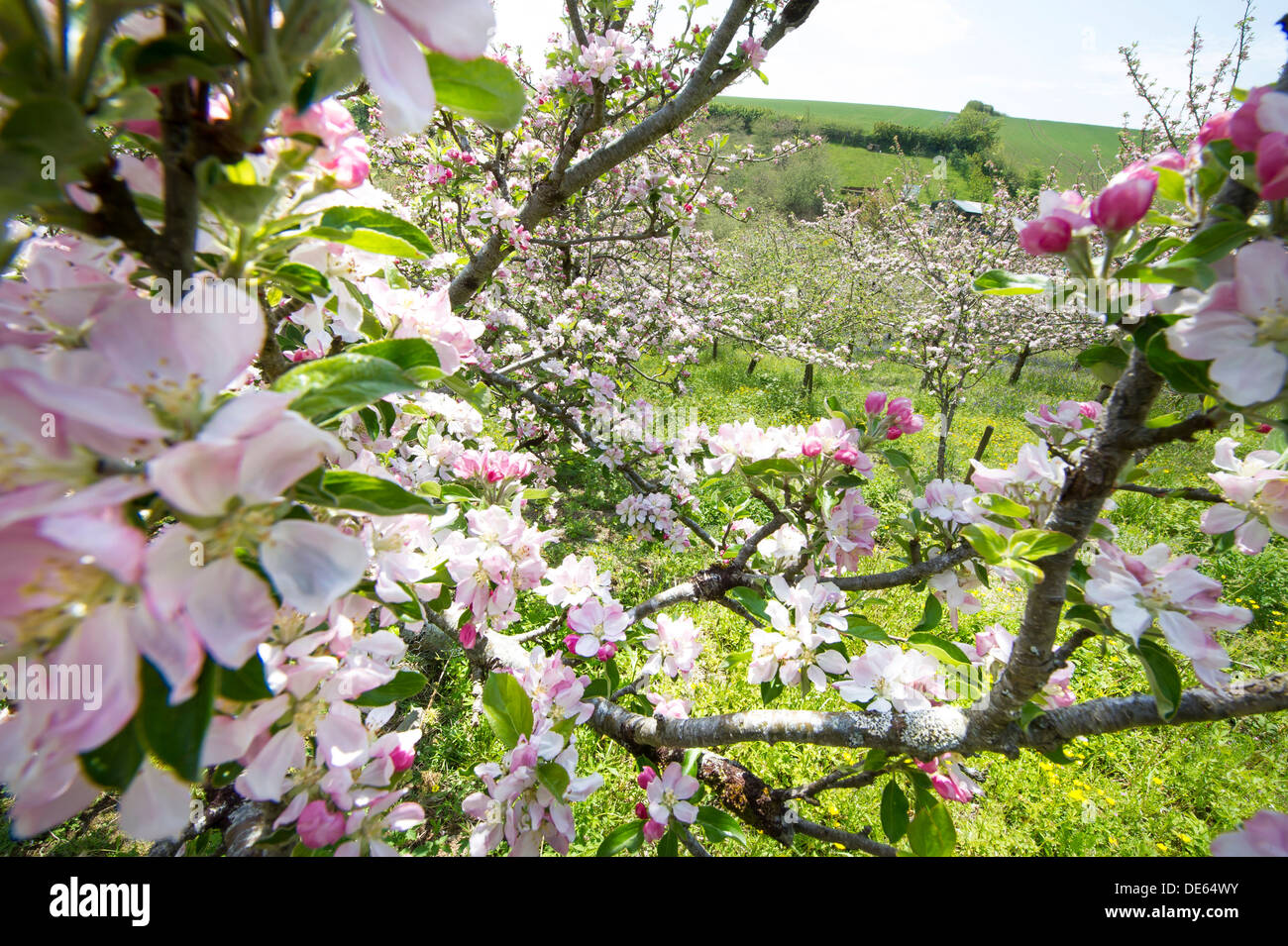 Cider apple orchard uk hires stock photography and images Alamy