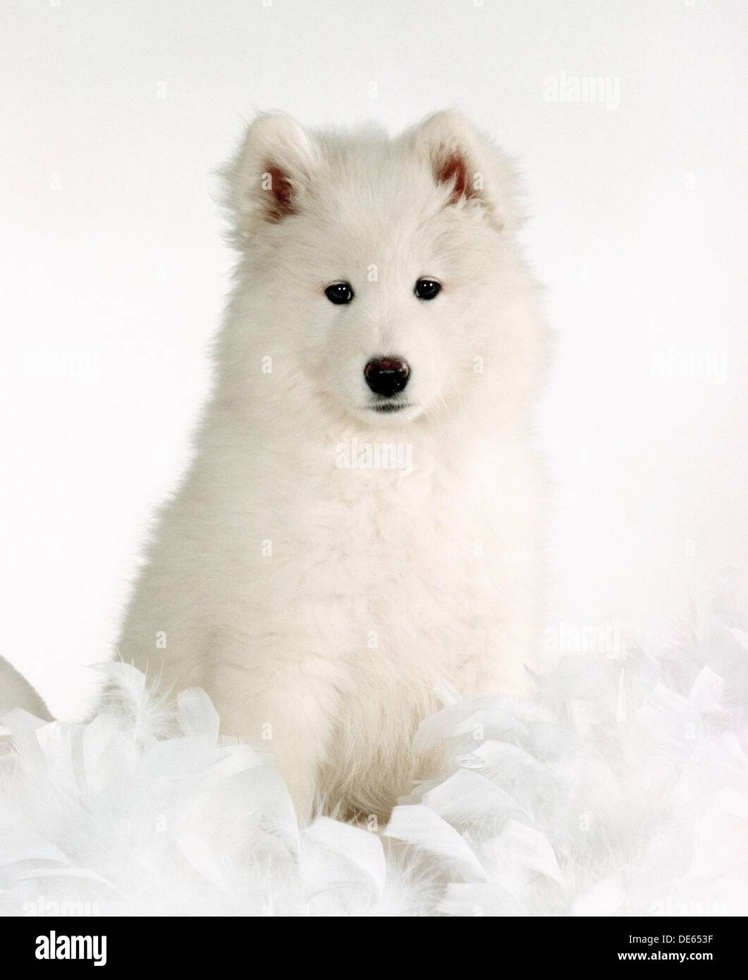 Samoyed puppy type of breed Stock Photo Alamy