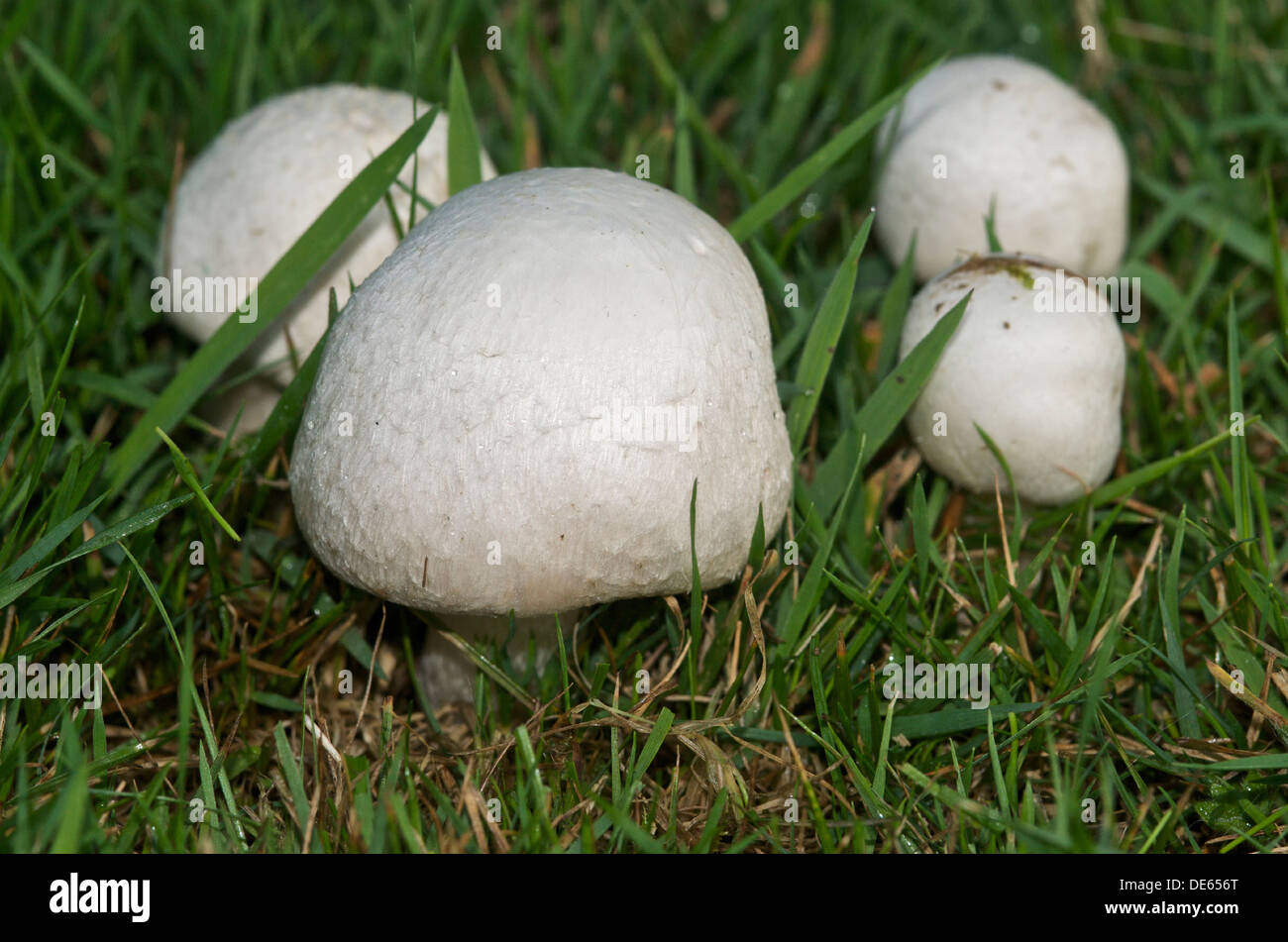 Organic wild field or meadow mushrooms (Agaricus campestris) the most popular of the edible fungi Stock Photo
