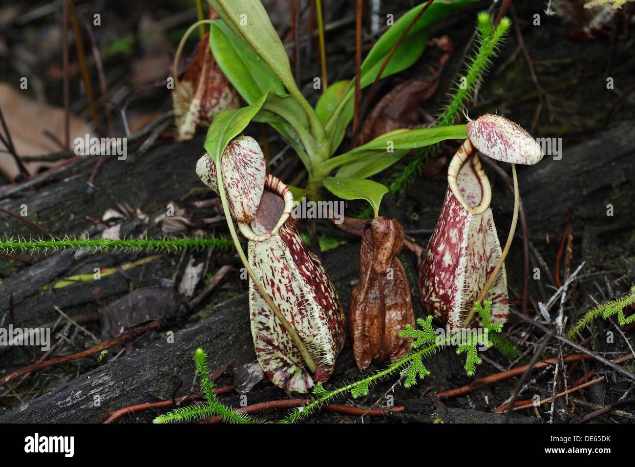 Pitcher plant nepenthes rafflesiana hi-res stock photography and images ...
