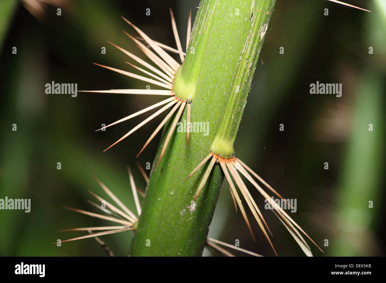 thorns detail of rattan plant, borneo Stock Photo Alamy