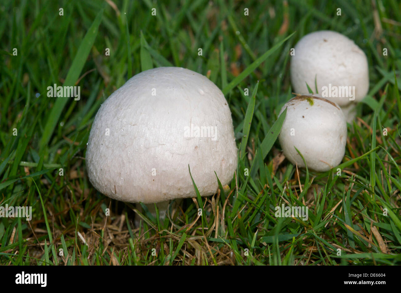 Organic wild field or meadow mushrooms (Agaricus campestris) the most popular of the edible fungi Stock Photo