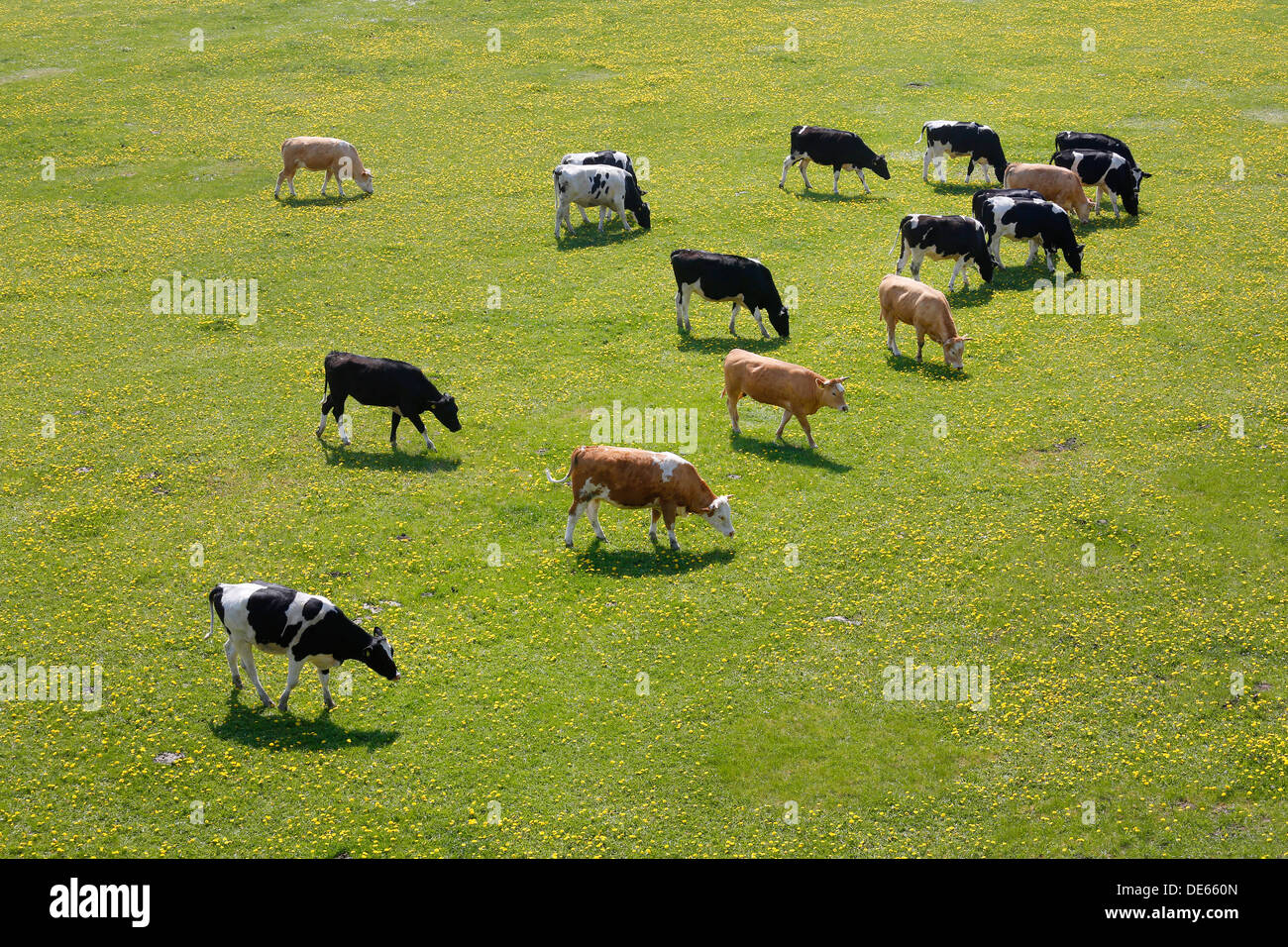 Hamm, Germany, young cattle graze in the Lippeauen Stock Photo