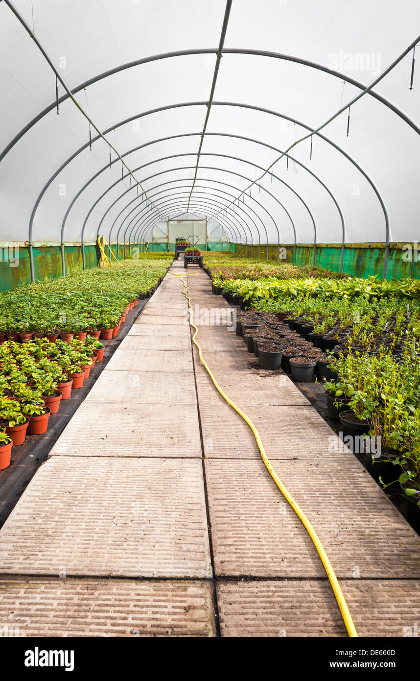 A polytunnel provides a warm environment for a large number of fledgling nursery plants. Stock Photo