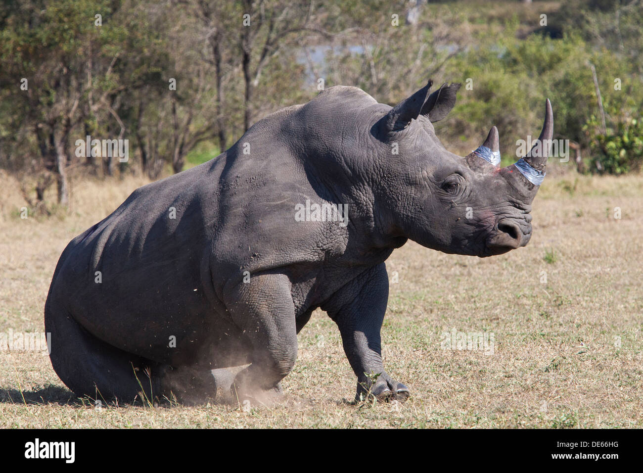 A rhino standing up after having its horn treated with indelible dye and  toxin as a deterrent to poachers Stock Photo - Alamy
